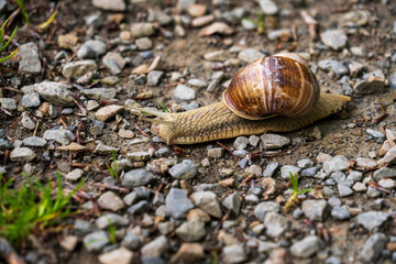 Burgundy Snail, Roman Snail (Helix Pomatia), a Large with a Large Curled Brown Shell on a Trail at the Eifel National Park in North Rhine-Westphalia, Germany