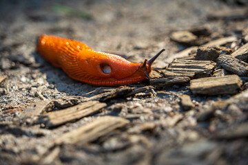 A Large red slug (Arion rufus), also known as the large Red Slug, Chocolate arion, and European red slug at Eifel National Park in North Rhine-Westphalia, Germany
