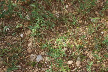 Top view of damaged Medicago Sativa plants. Alfalfa field damaged by summer drought