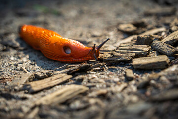 A Large red slug (Arion rufus), also known as the large Red Slug, Chocolate arion, and European red slug at Eifel National Park in North Rhine-Westphalia, Germany