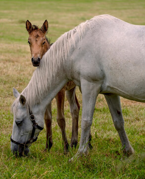 Carrera horses are unique to Ireland and are much treasured as a breed.
