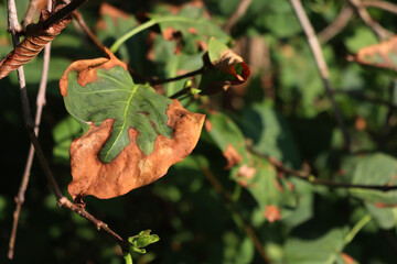 Green leaves of Lilac bush with dry spots damaged by summer drought. Syringa vulgaris in the garden