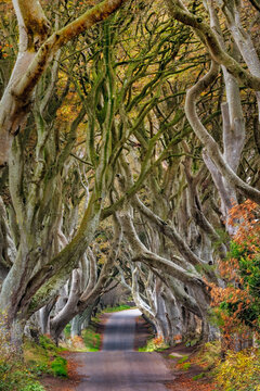 The Dark Hedges in County Antrim, Northern Ireland