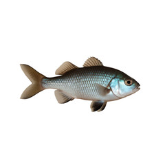 Fototapeta premium TRANSPARENT PNG ULTRA HD 8K A solitary Oscar fish with striking patterns and a robust body, swimming elegantly against a transparent background, highlighting its bold and dynamic form