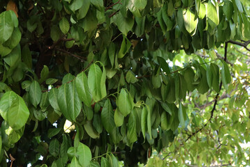 Close-up of green leaves of Cherry laurel bush damaged by summer drought. Prunus laurocerasus tree in the garden