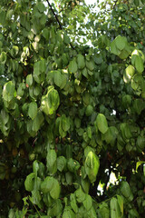 Close-up of green leaves of Cherry laurel bush damaged by summer drought. Prunus laurocerasus tree...