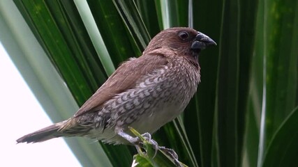 Scaly-breasted Munia or Lonchura punctulata. Little bird on tree - Powered by Adobe