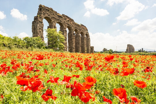 Italy, Rome. Parco Regionale dell'Appia, Antica, Park of the Aqueducts (Parco degli Acquedotti), Aqua Claudio seen from Appio Claudio Tennis Club, wild red poppies in foreground.