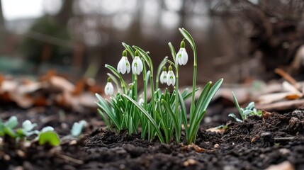 White snowdrops emerging from the ground, delicate and hopeful, first signs of spring