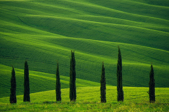 Europe, Italy, Tuscany, Val d' Orcia. Cypress trees and wheat field.