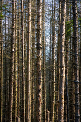 Fototapeta premium The Forest with Pine Trees at Eifel National Park in North Rhine-Westphalia, Germany