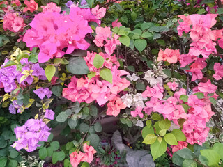 Various colors of bougainvillea flowers on one tree