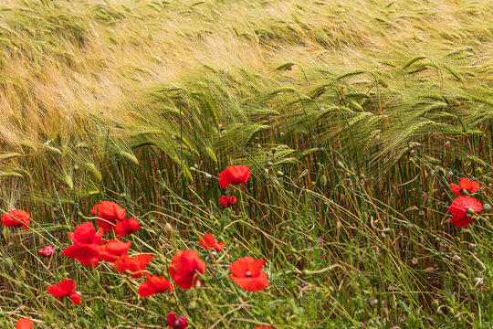 Italy, Apulia, Province of Taranto, Laterza. Field of barley with poppies.