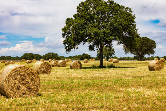 Italy, Apulia, Metropolitan City of Bari, Gioia del Colle. Bales of hay in a field.