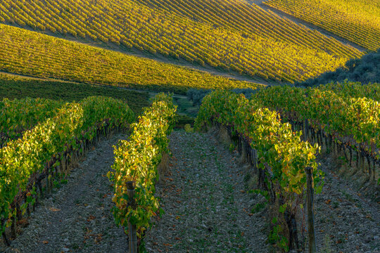 Italy, Tuscan vineyard.