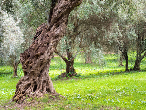 Old Mediterranean olive trees. The botanical name Olea europaea, meaning 'European olive', is a species of small tree in the family Oleaceae.
