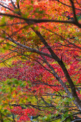 日本の風景・秋　埼玉県秩父市　紅葉の金蔵落としの渓流（大血川渓谷）