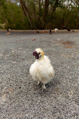 black mask silkies chicken facing left right eye