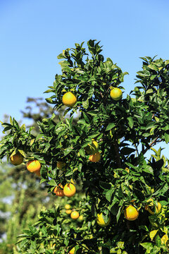 Italy. Bright yellow lemons on a lemon tree
