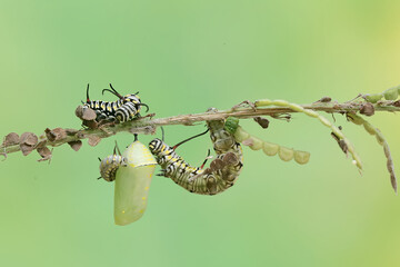A butterfly cocoon is hanging on a leaf of a wild plant that is ready to hatch into a beautiful...