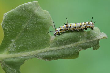 A monarch butterfly caterpillar eating a young leaf. These crawling insect will metamorphose into beautiful and graceful monarch butterflies (Danaus plexippus).