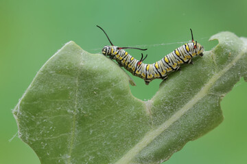 A monarch butterfly caterpillar eating a young leaf. These crawling insect will metamorphose into beautiful and graceful monarch butterflies (Danaus plexippus).