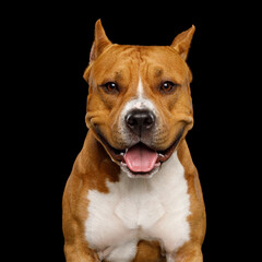 Portrait of Brown American Staffordshire Terrier Dog Looking at camera Smiling Isolated on Black Background