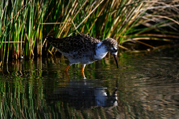 Ruff - male // Kampfläufer - Männchen (Calidris pugnax)
