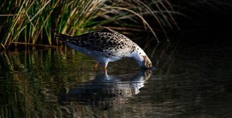 Kampfläufer - Männchen // Ruff - male (Calidris pugnax)