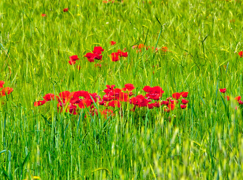 Italy, Umbria, Assisi. Spring poppies in wheat field