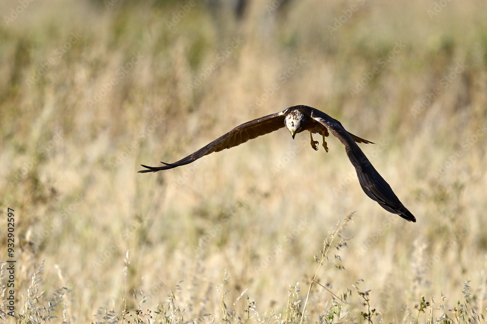 Wall mural Rohrweihe - Weibchen // Western marsh harrier - female (Circus aeruginosus) 