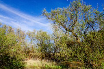 Fototapeta premium Taray, tamarix canariensis, parque nacional Tablas de Daimiel, Ciudad Real, Castilla-La Mancha, españa, europa