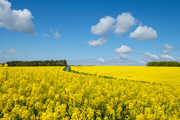 Rapeseed cultivation in spring, Montrésor, Indre-et-Loire department, France, Western Europe