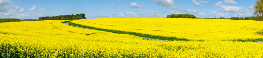 road over rapeseed cultivation in spring, Montrésor, Indre-et-Loire department, France, Western Europe