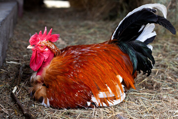 Poultry. A rooster with colored feathers sits on straw at close range.