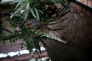 The alligator hides behind large leaves, watches in the water. Wildlife at the Hungarian Zoo 