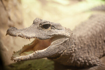 Fototapeta premium close up of a crocodile