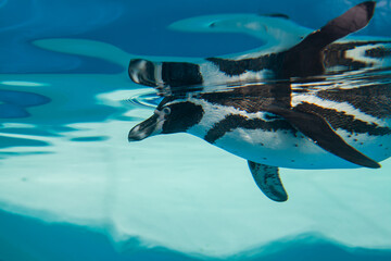 Fototapeta premium Swimming penguins in the pool, humboldt penguin family in close range