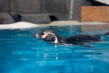 Naklejka premium Swimming penguins in the pool, humboldt penguin family in close range