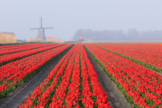 Netherlands, North Holland. Tulips in fields around Het Zand. Windmill in distance.