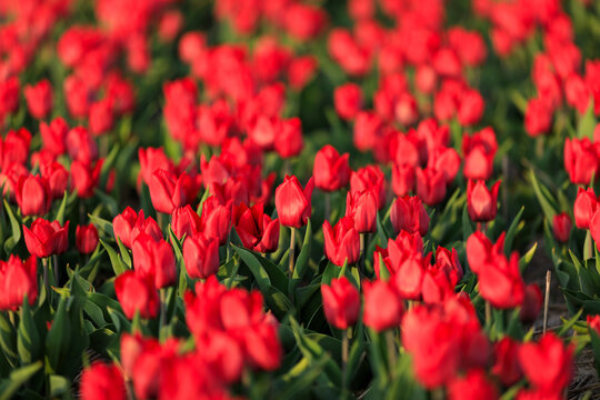 Netherlands, North Holland. Tulips in fields around Het Zand.