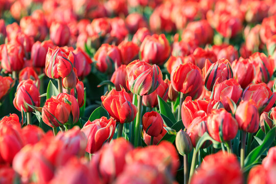 Netherlands, Noth Holland. Het Zand. Tulip fields.