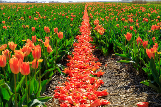 Netherlands, Noth Holland. Callantsoog. Dutch tulips in field.