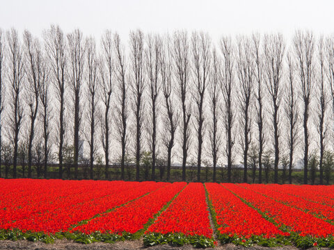 Holland, Netherlands, Noord Holland. Rows of bright colorful red tulips with a border of trees in the background.