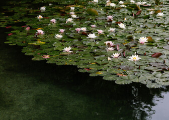Lilypads
