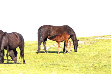 Fototapeta premium A brown foal suckling its mother. Farm animal idea concept. Horses in green meadow. 