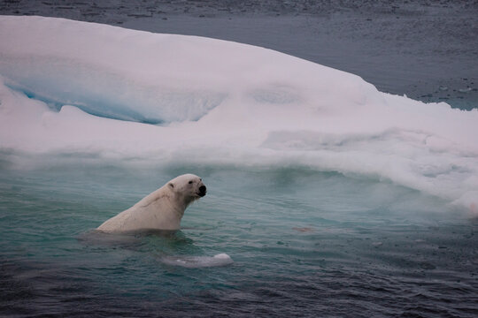 Norway, Svalbard, Spitsbergen. Polar bear swims across sea ice at twilight.