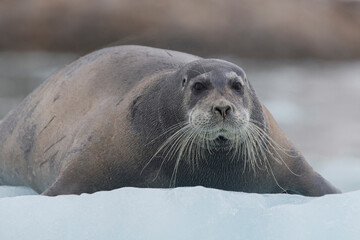 Norway, Svalbard. Bearded seal resting on sea ice. 