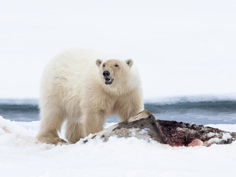 North of Svalbard, pack ice. A large male polar bear feeds on its carcass of a harp seal.