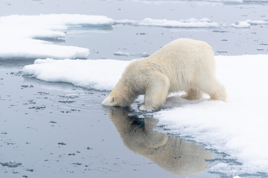 North of Svalbard, pack ice. A polar bear dips its head into the water to see what is underneath.